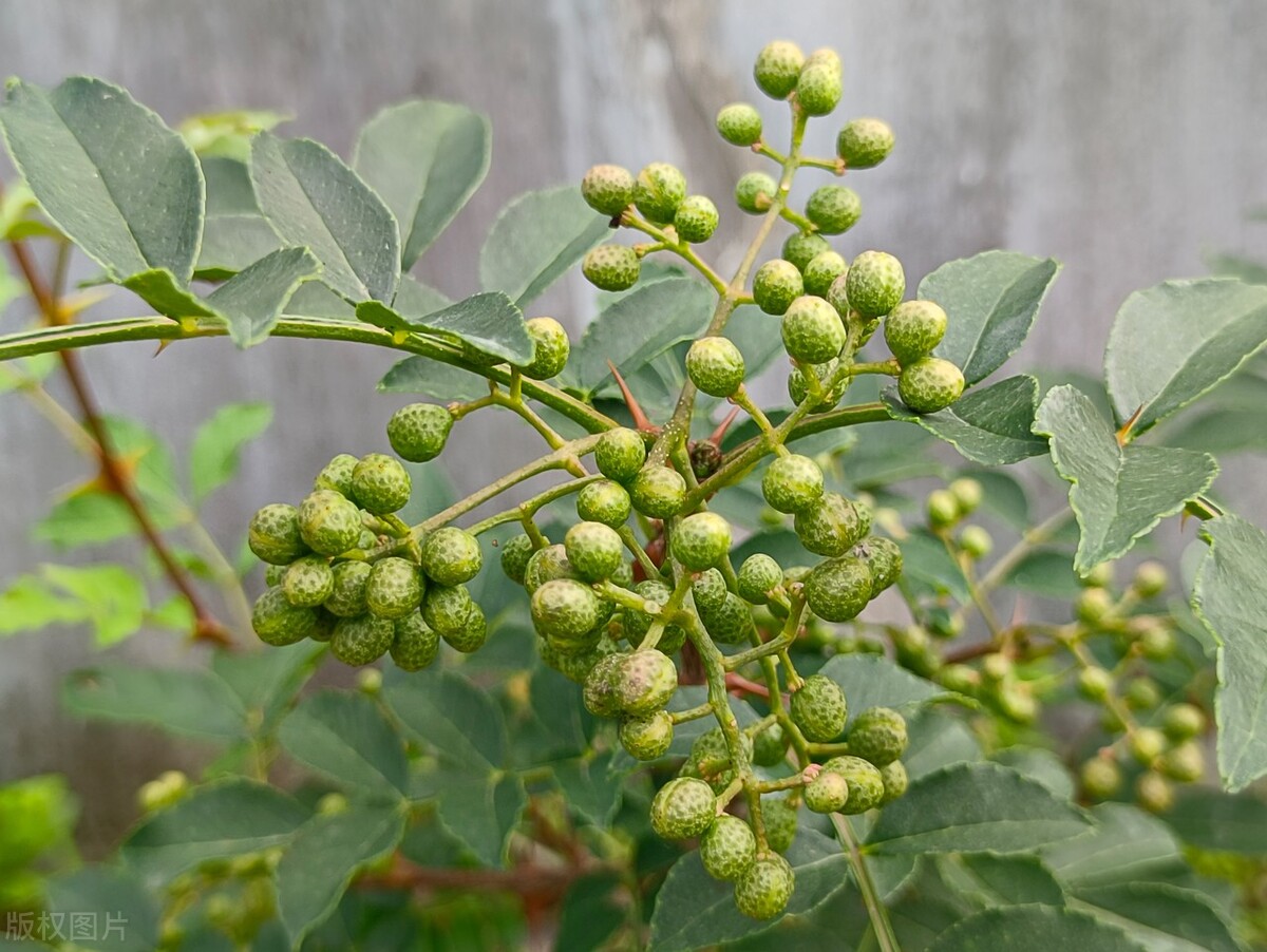 昆明鱼火锅店哪家最好吃,昆明鱼火锅哪里最正宗