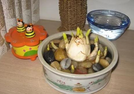 水仙花养好,水仙花好养活