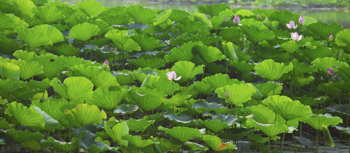 空调扇真的比普通风扇好吗？空调扇可以代替空调吗？