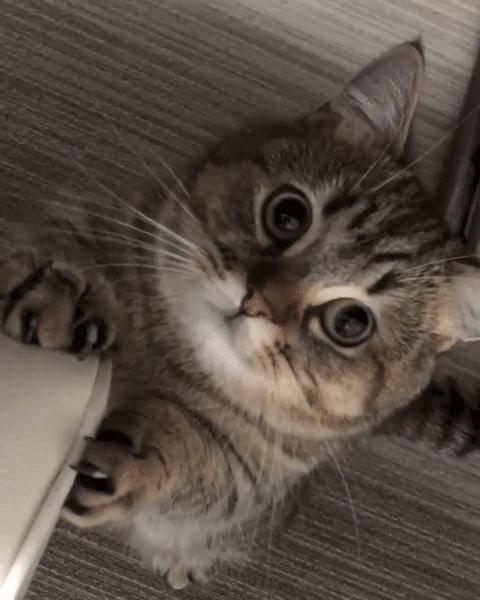 猫咪在家生宝宝后怎么照顾小猫,猫咪在家生小猫好不好