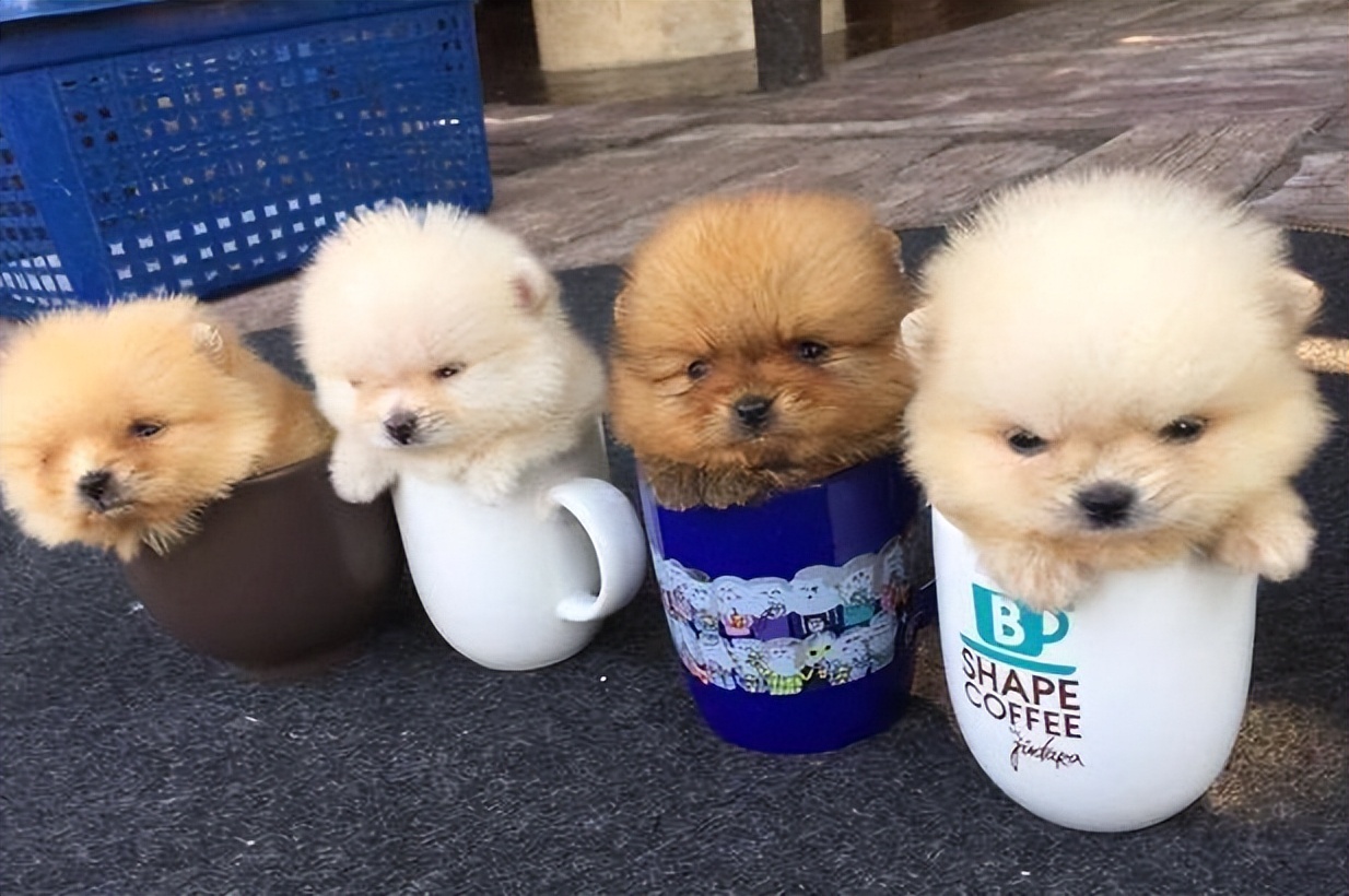 巴哥犬最大的特点,巴哥犬最令人头疼的5大缺点