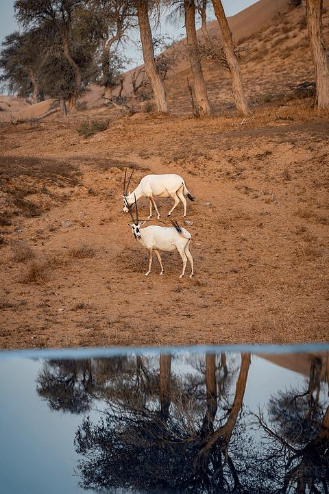 阿联酋丽思卡尔顿,阿联酋野奢帐篷