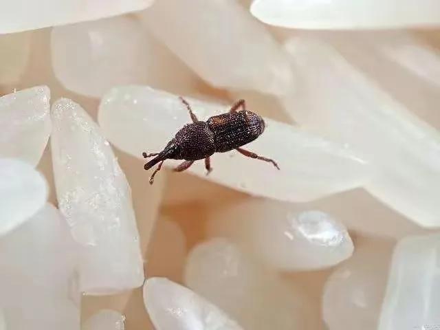 家里会出现的小虫子有哪些,家里常出现小虫子有哪些