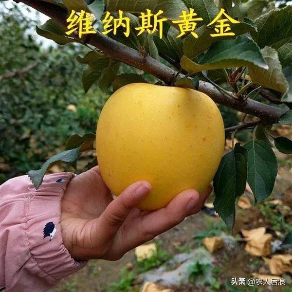 一斤卖16元，果农苦不堪言又趋之若鹜，维纳斯黄金苹果有啥吸引力