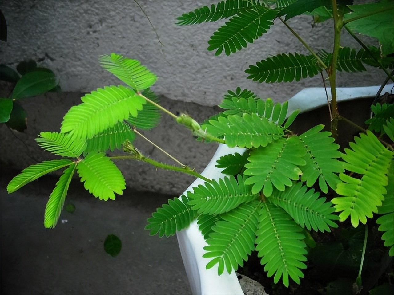 为什么碰含羞草会让毛发脱落,有含羞草需要注意什么