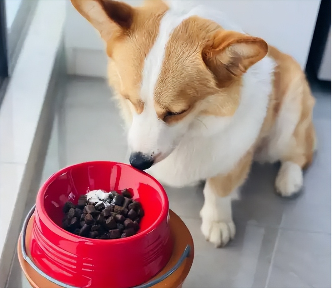 狗狗姨妈期间可以不用生理裤吗,狗狗穿生理裤好还是纸尿裤好