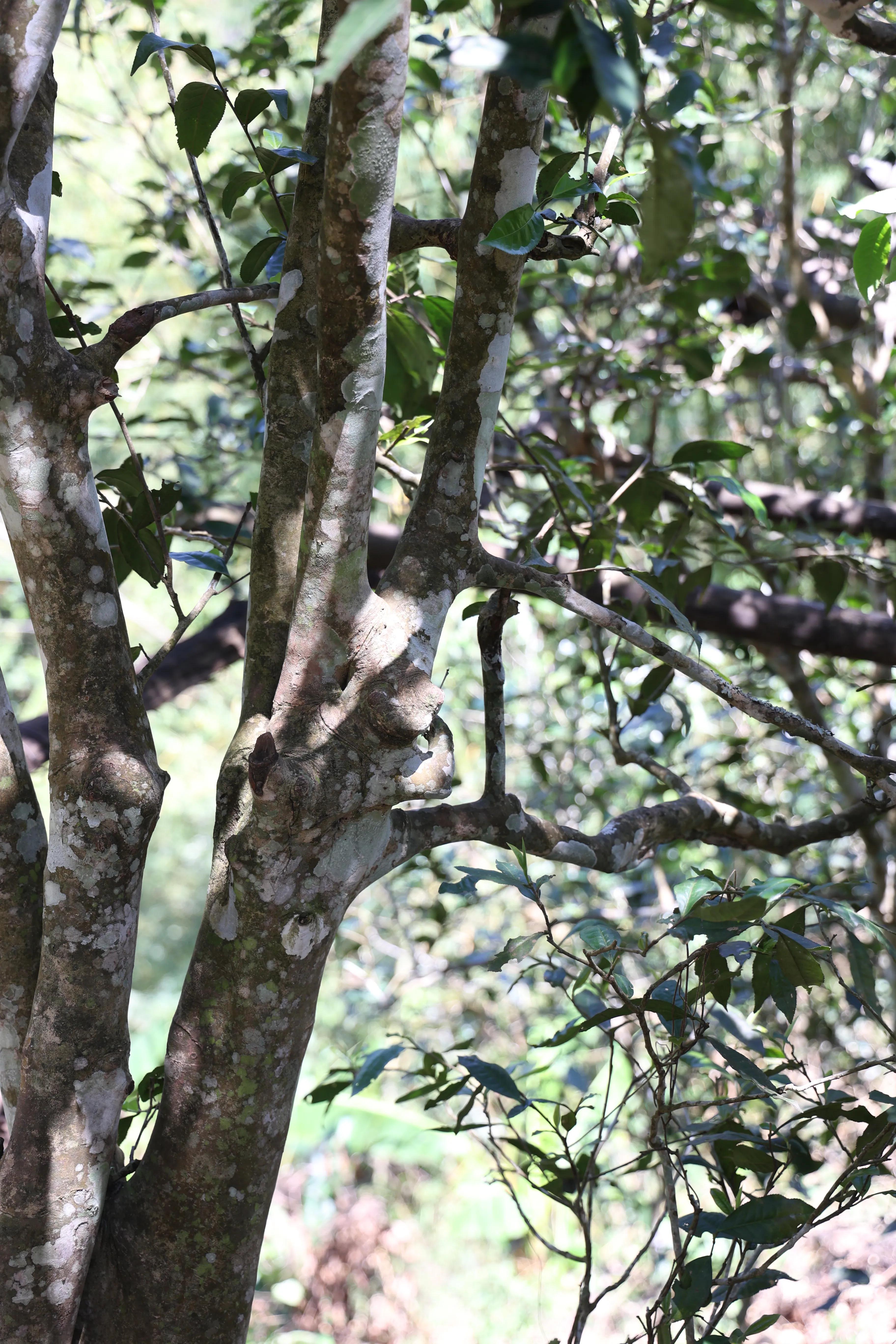 普洱茶皇冠上的明珠,普洱茶的十大名寨排名