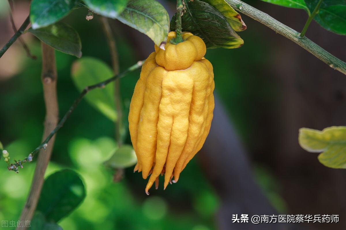 佛手饮对疏肝解郁究竟怎么样,疏肝解郁用佛手郁金哪个好