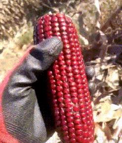 爆笑名场面动图,爆笑动图笑话大全