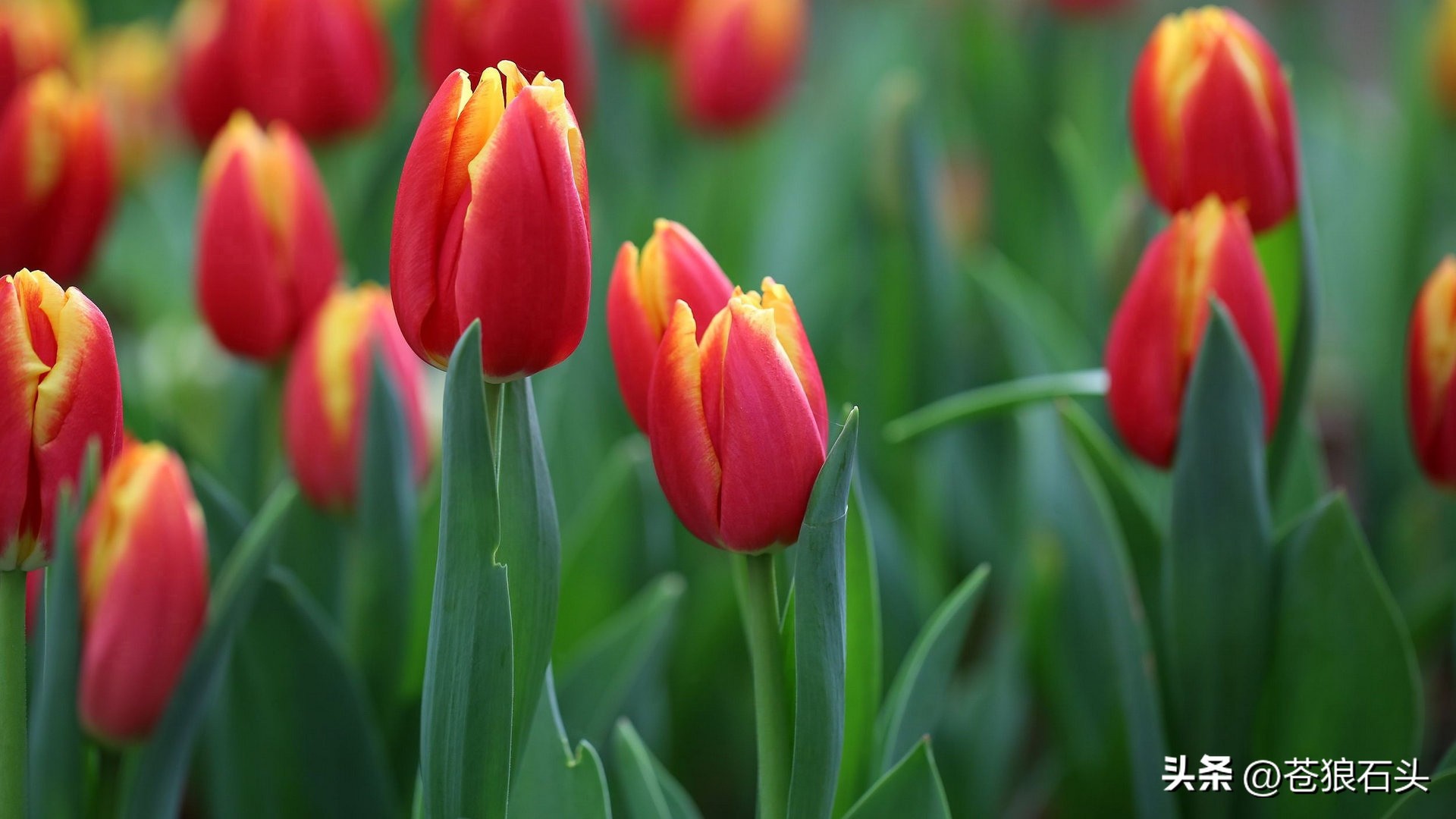 文明5荷兰,文明5荷兰领袖