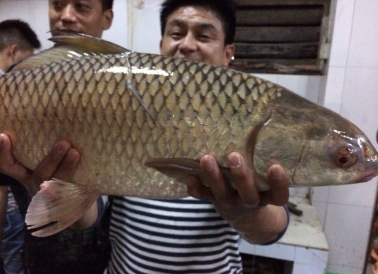 中国十大最惨入侵物种,中国史上最惨的入侵物种