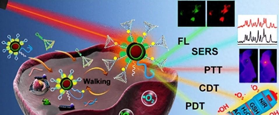使用近红外荧光成像，进行生物功能性可降解支架的无创监测工程