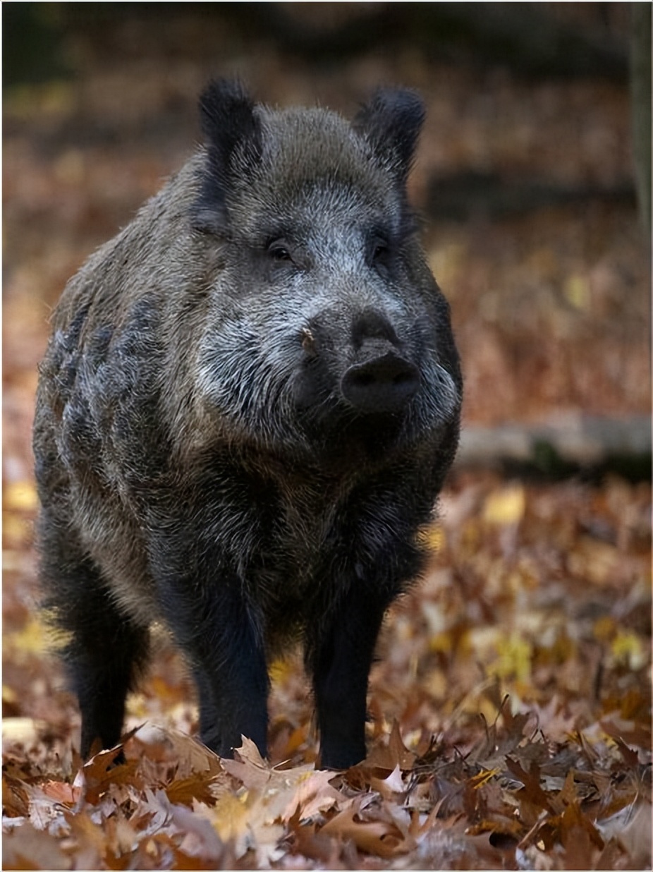 野猪老虎熊战斗力,一猪二熊三老虎谁最厉害