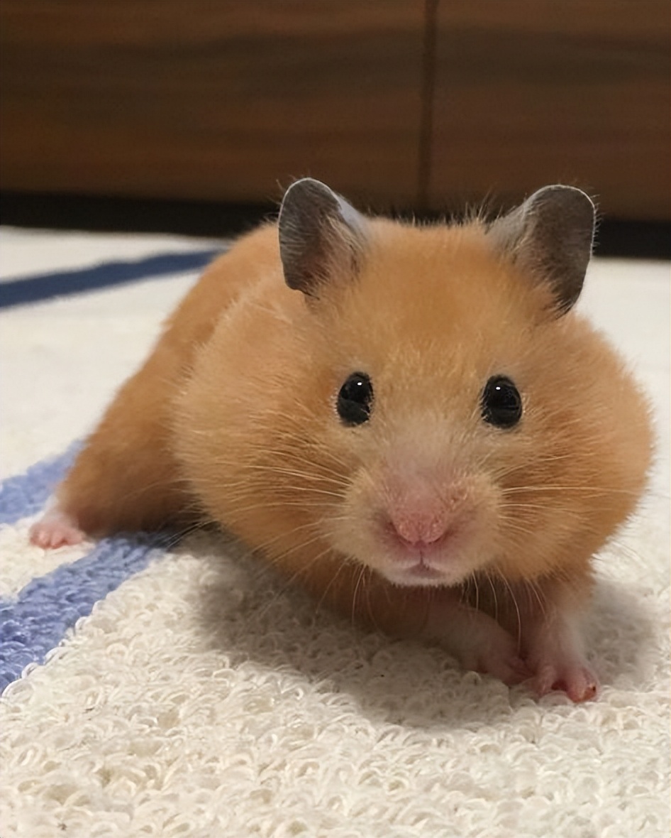 仓鼠很可爱的时候,仓鼠可爱的时候