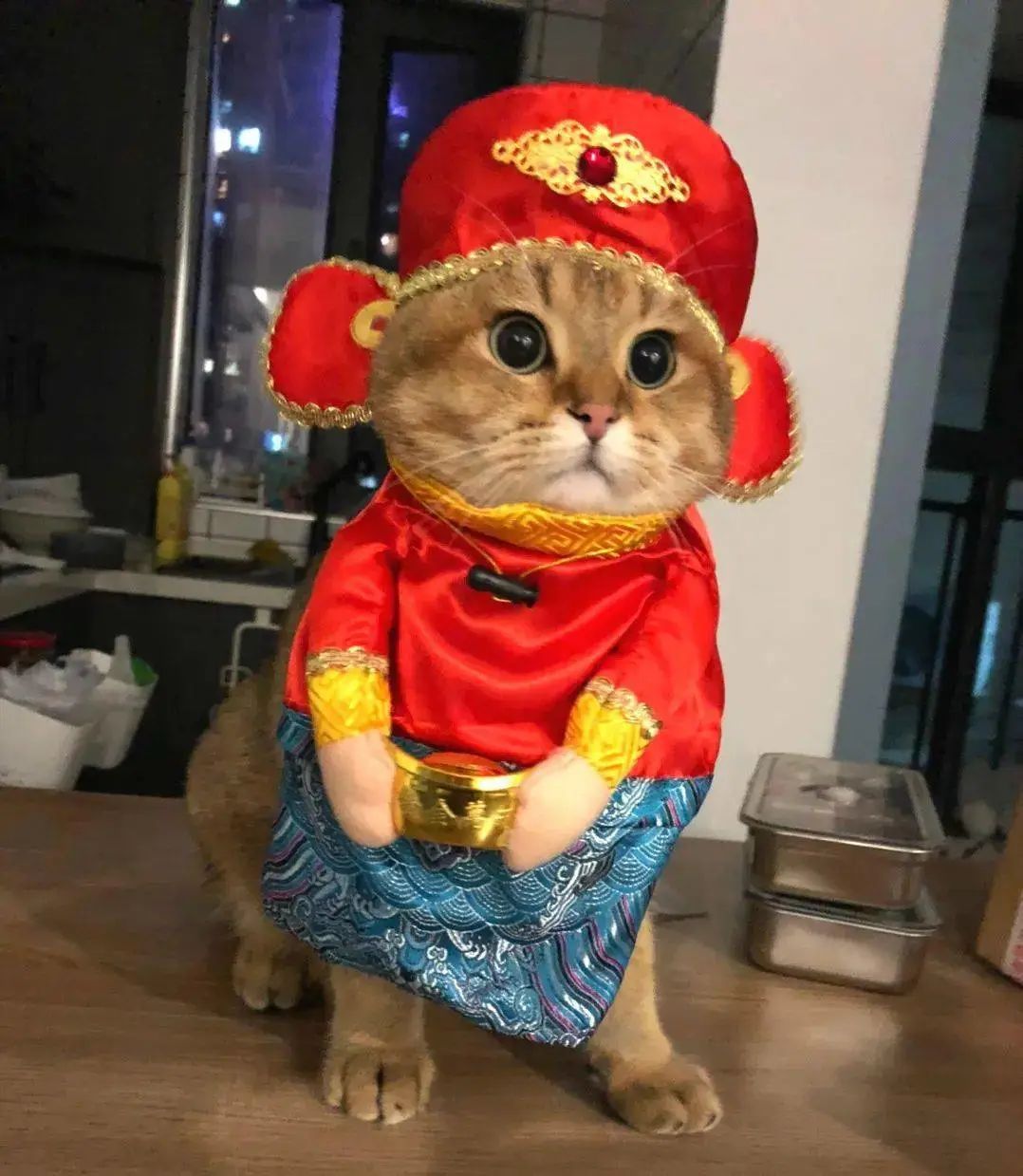 现实版招财喵，帮铲屎官实现月入过万，成为最强吉祥物！