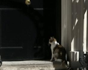 盘点那些有铁头功的猫咪 (盘点世界上那些有编制的猫咪)