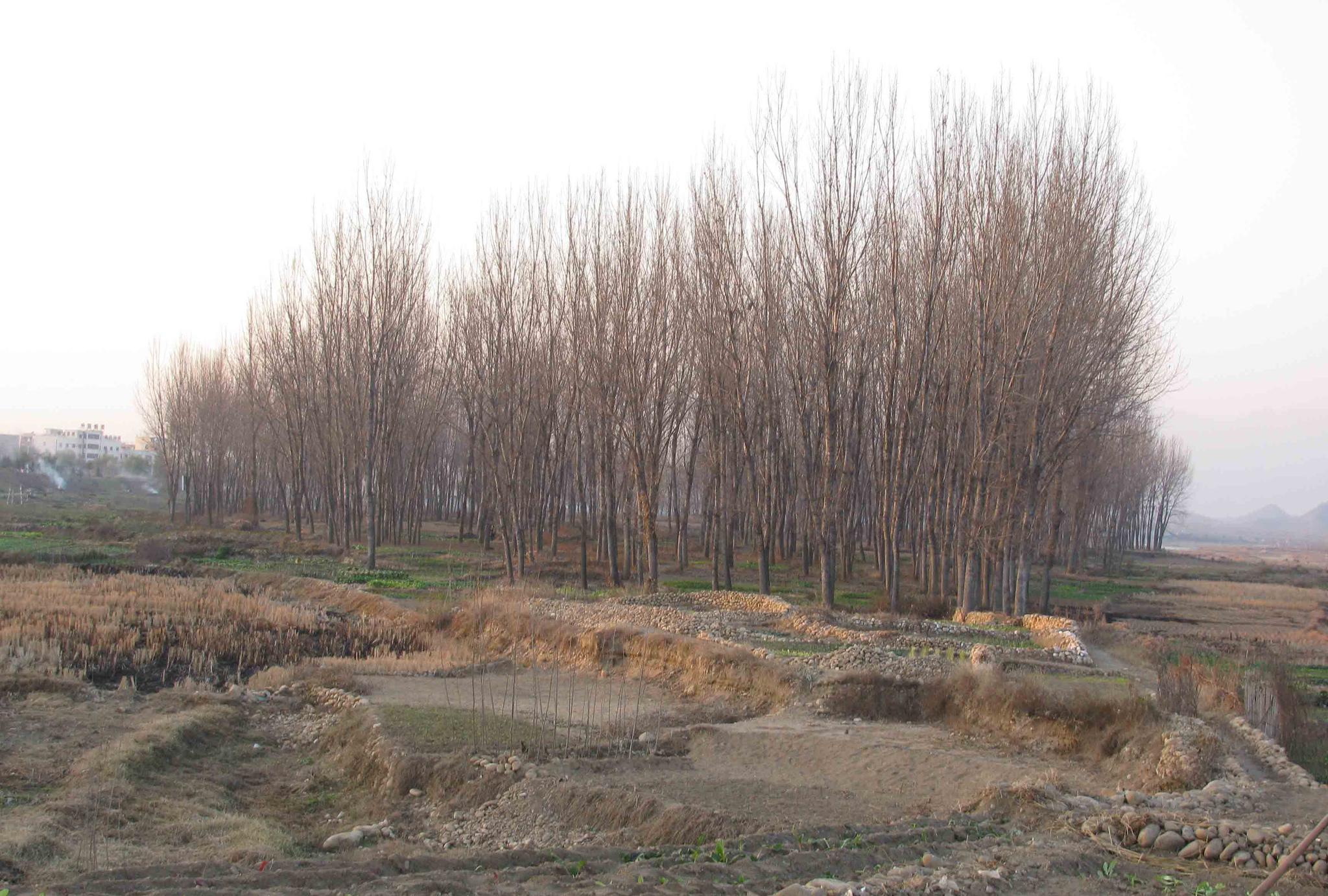 荒地强效除草剂,适合山上除树木竹子杂草的除草剂