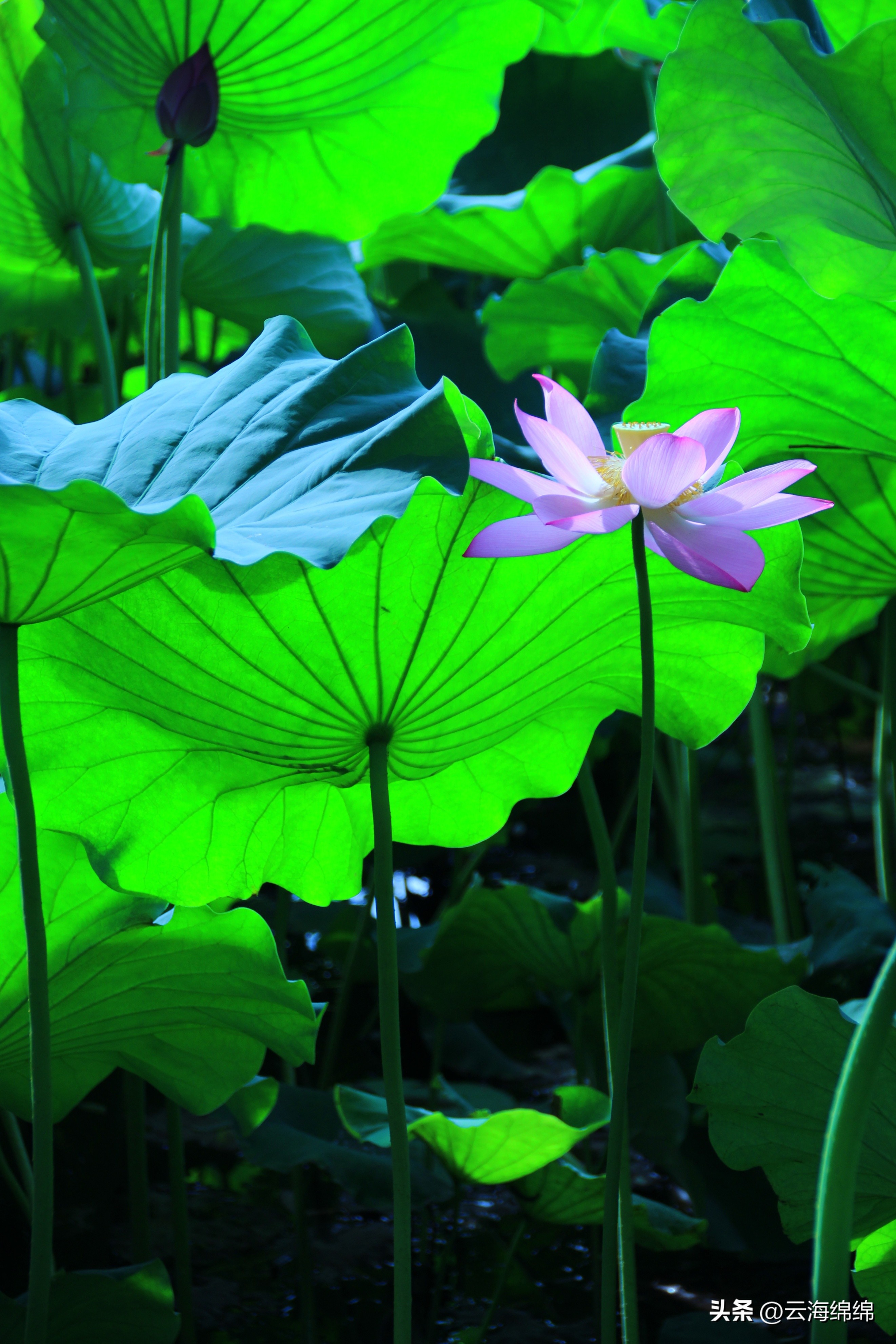 夏日荷花别样红照片,夏日荷花别样红手工