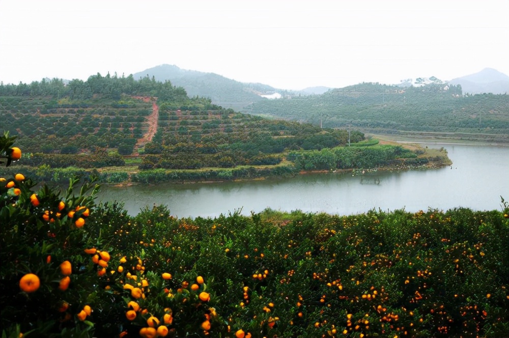 丑桔蜜桔,南丰蜜柑沙糖橘