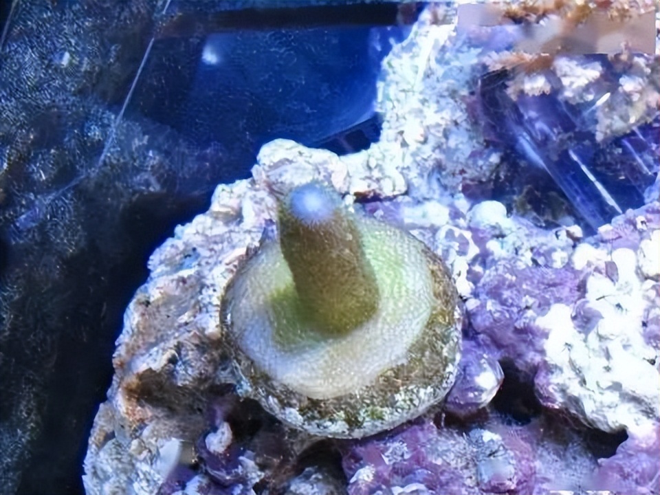 海水珊瑚缸鹦鹉螺,海水缸珊瑚视频大全