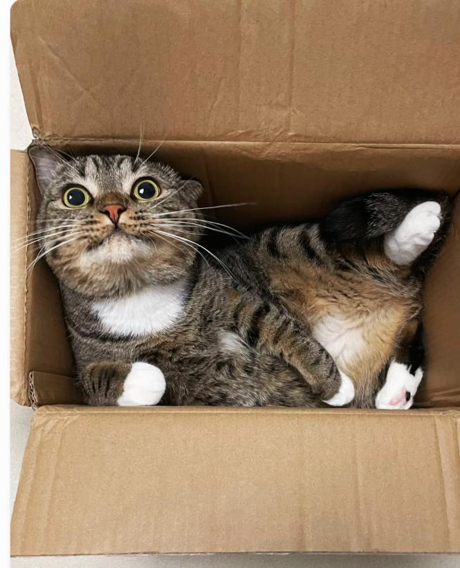 猫咪最喜欢的五件事,猫咪最喜欢的几样东西图片