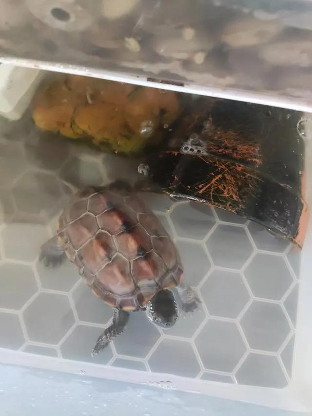 新手养草龟最全指南,如何饲养草龟全过程