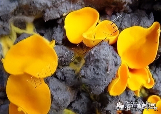 蘑菇中毒最常见品种,有毒蘑菇的八种识别方法