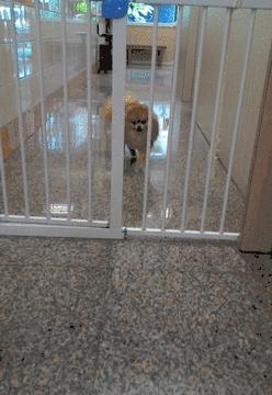 猛犬松狮犬图片,松狮犬是大型犬还是小型犬