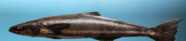 最常见的50种食用鱼吃法和价格,十种常用食用鱼类介绍