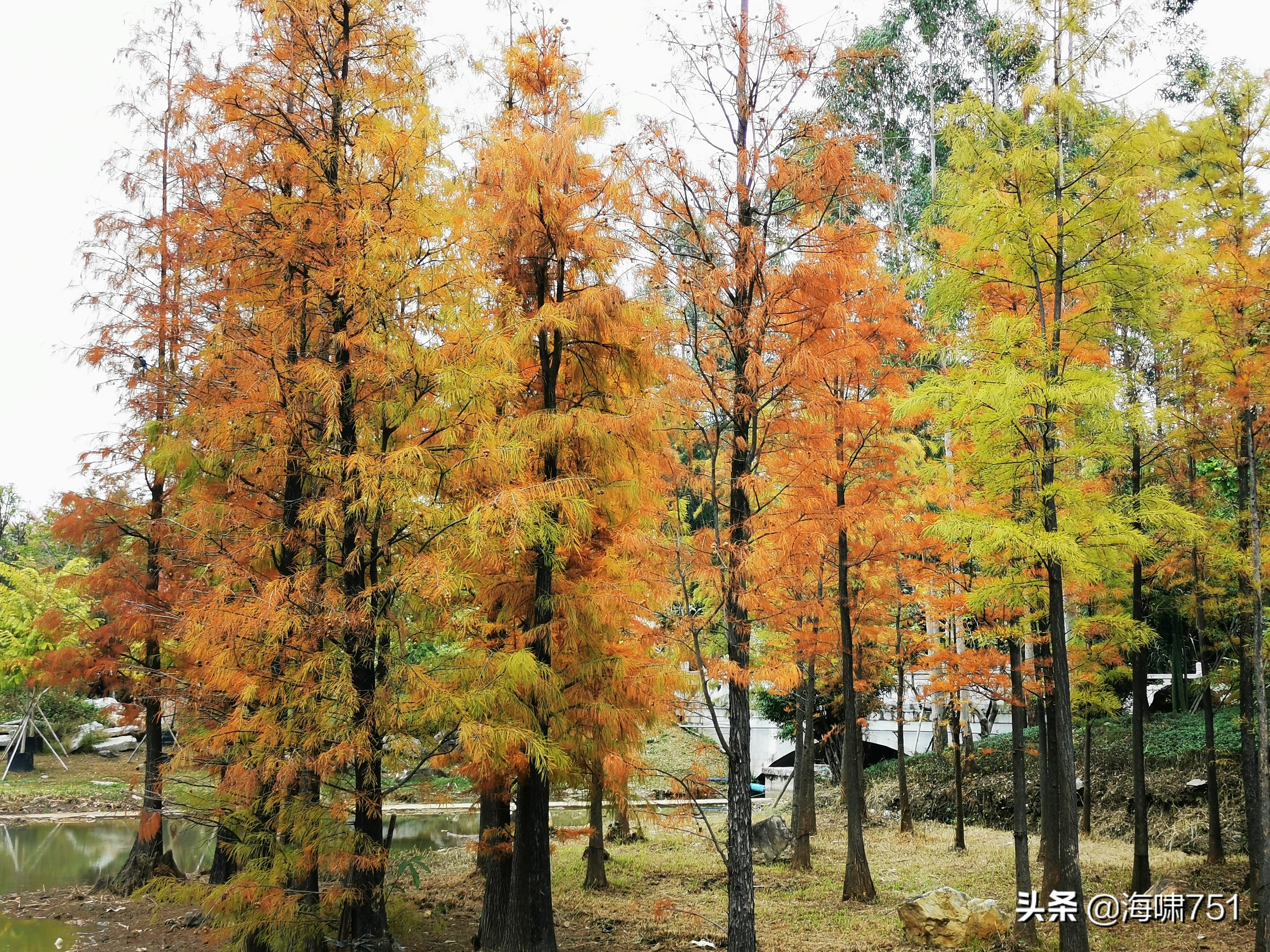 陈田花园全景图,陈田花园照片