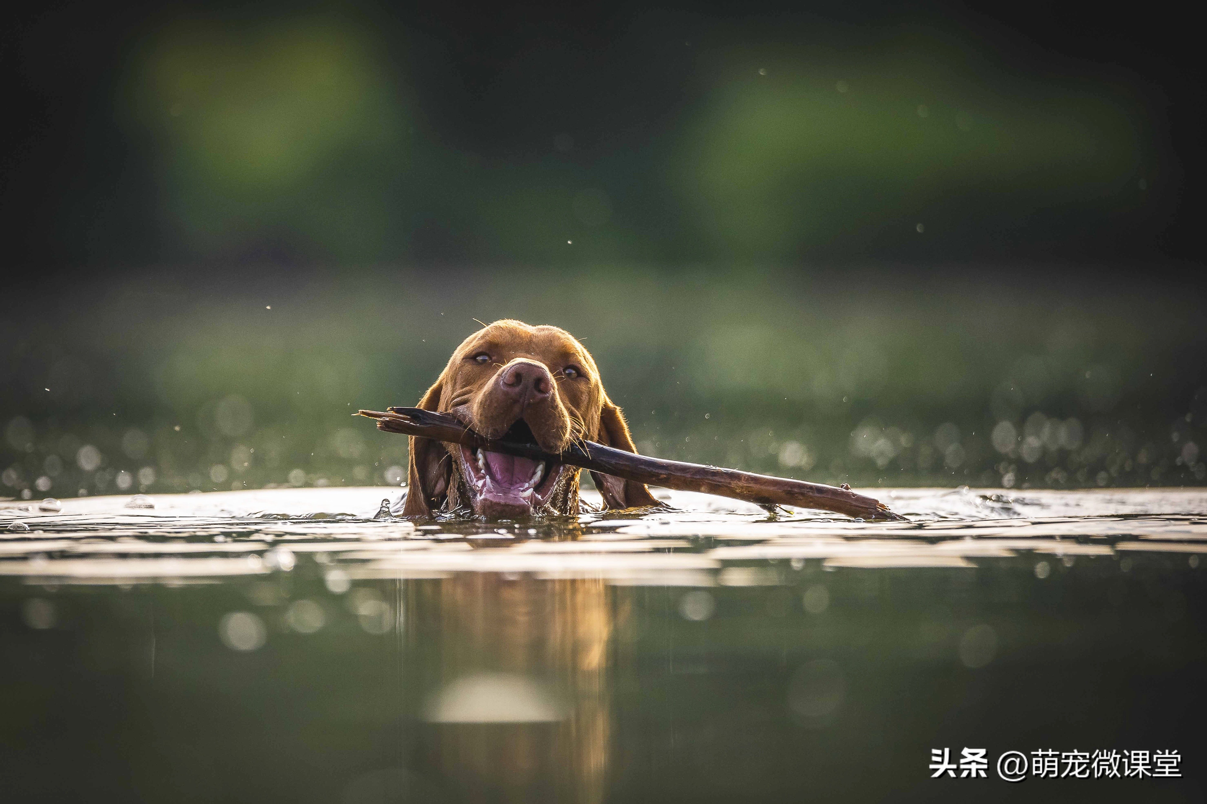 从无所不能的“神犬”到“狗腿子”，爱犬们为什么一落千丈？