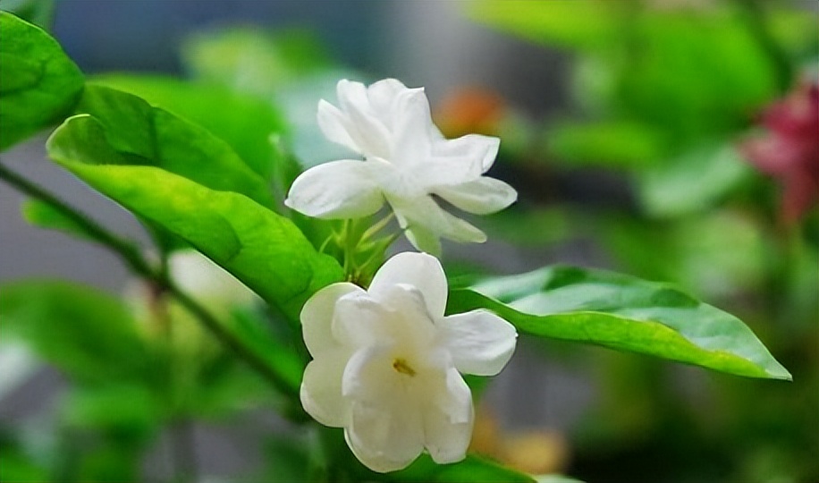 茉莉花著名诗句,茉莉花的诗句和名句