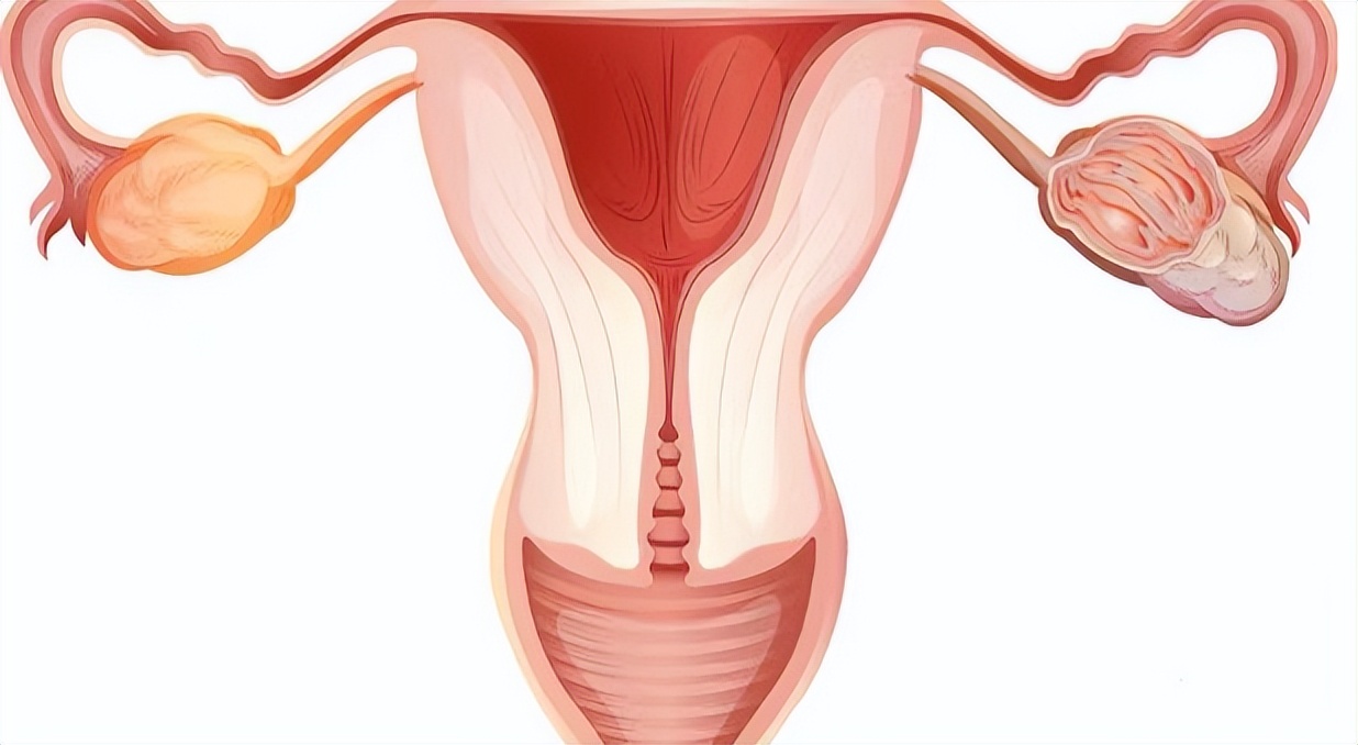 女性“巨阴症”是病？真会影响生育？医生直言：主要看这3种情况