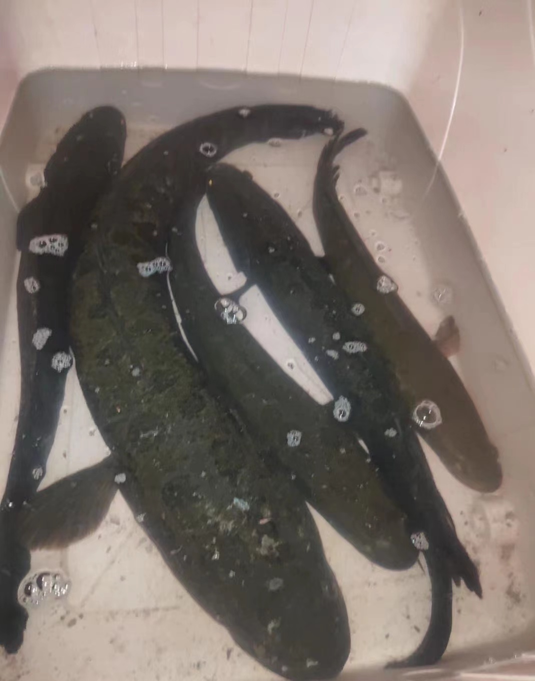 广西老乡在池塘捕获大量花星鱼，广东网友：太羡慕了，这鱼可好吃