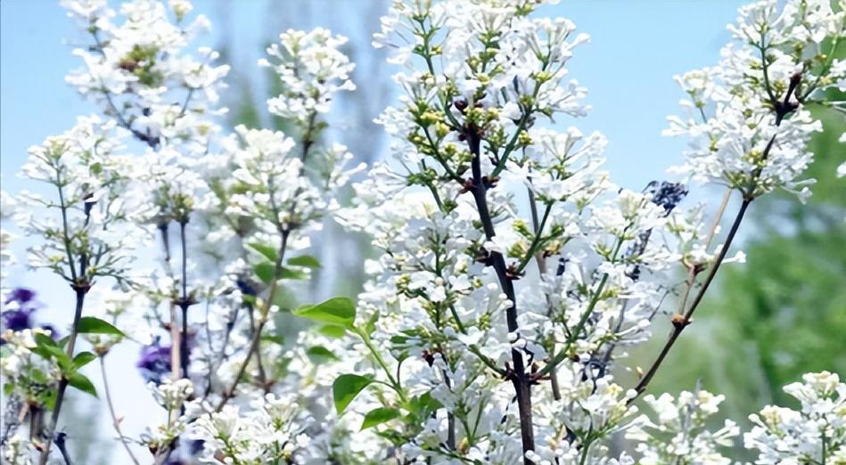 乳腺癌发现早可以用药物解决吗,面对乳腺癌的正确方法