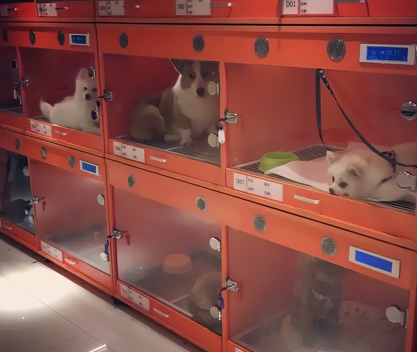 狗市买狗=肉包子打狗？普遍活不过七天，养宠小白重灾区