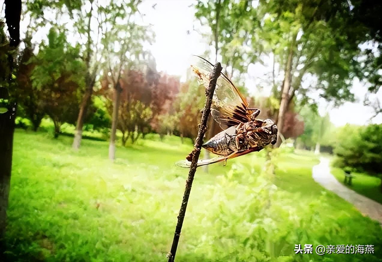 中班益智区自制玩具100例简单,童年玩具7080后的回忆自制