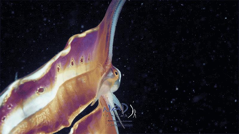 王者里面貂蝉和哪个英雄差不多,这才是真正的王者荣耀貂蝉