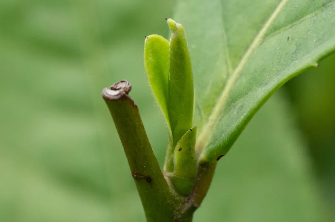 信阳毛尖一芽一叶的价格,信阳毛尖是一芽一叶茶吗