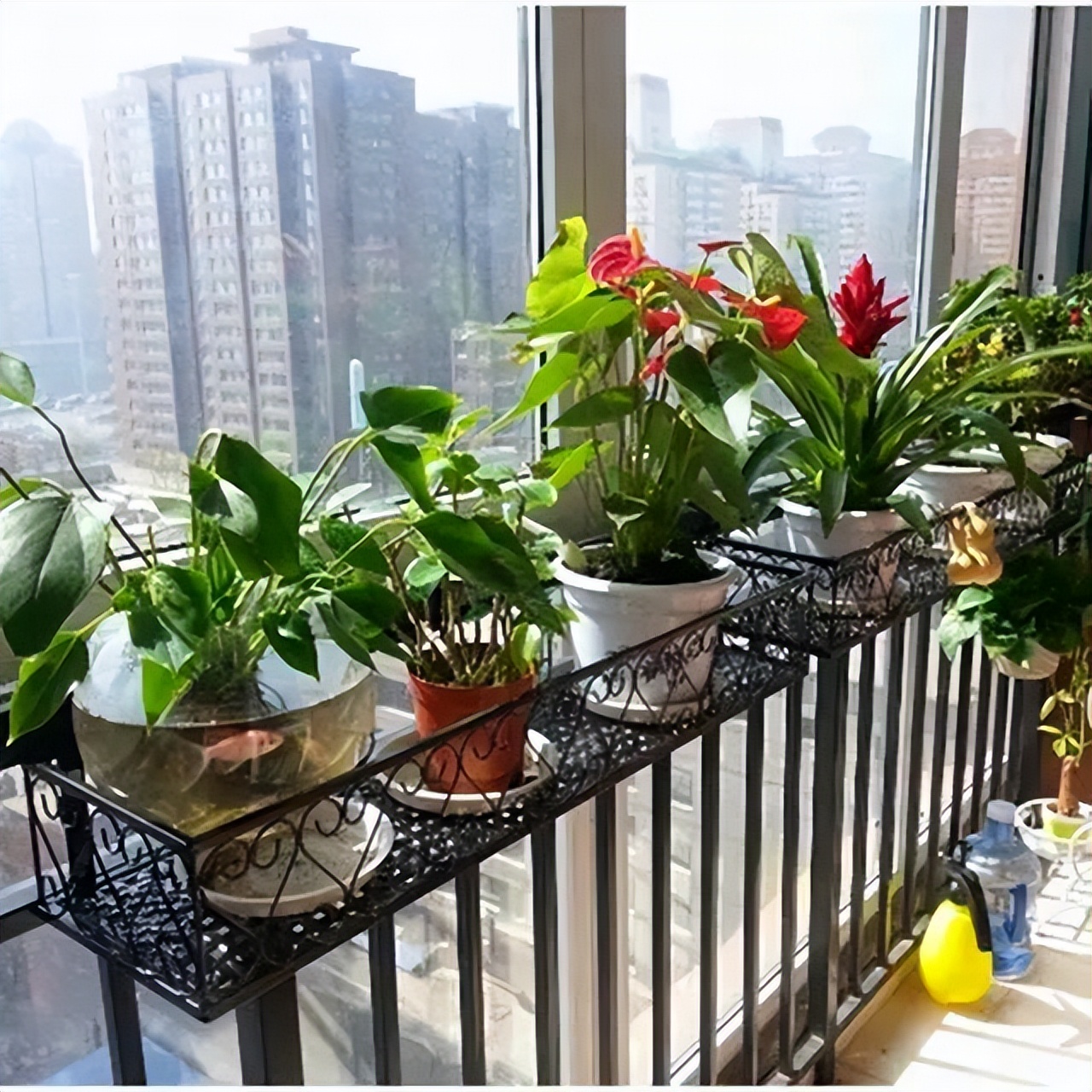 家里养花的十大注意事项,家庭养花最忌讳的三个动作