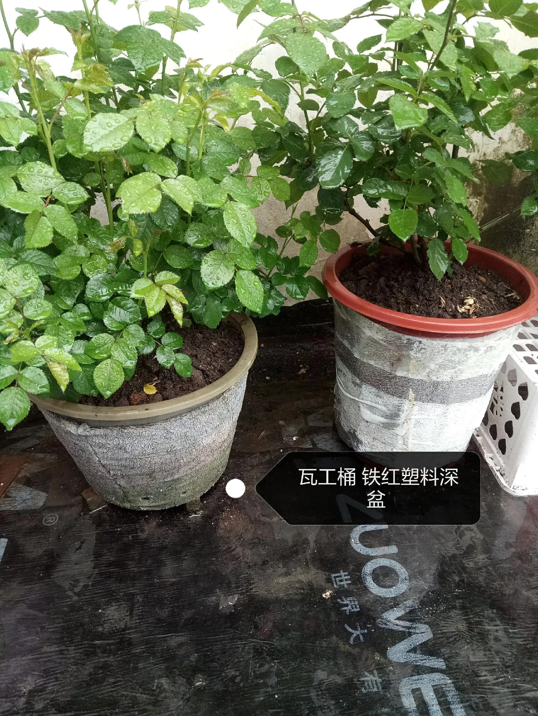 怎么选择合适尺寸的花盆,花盆各个部分讲解