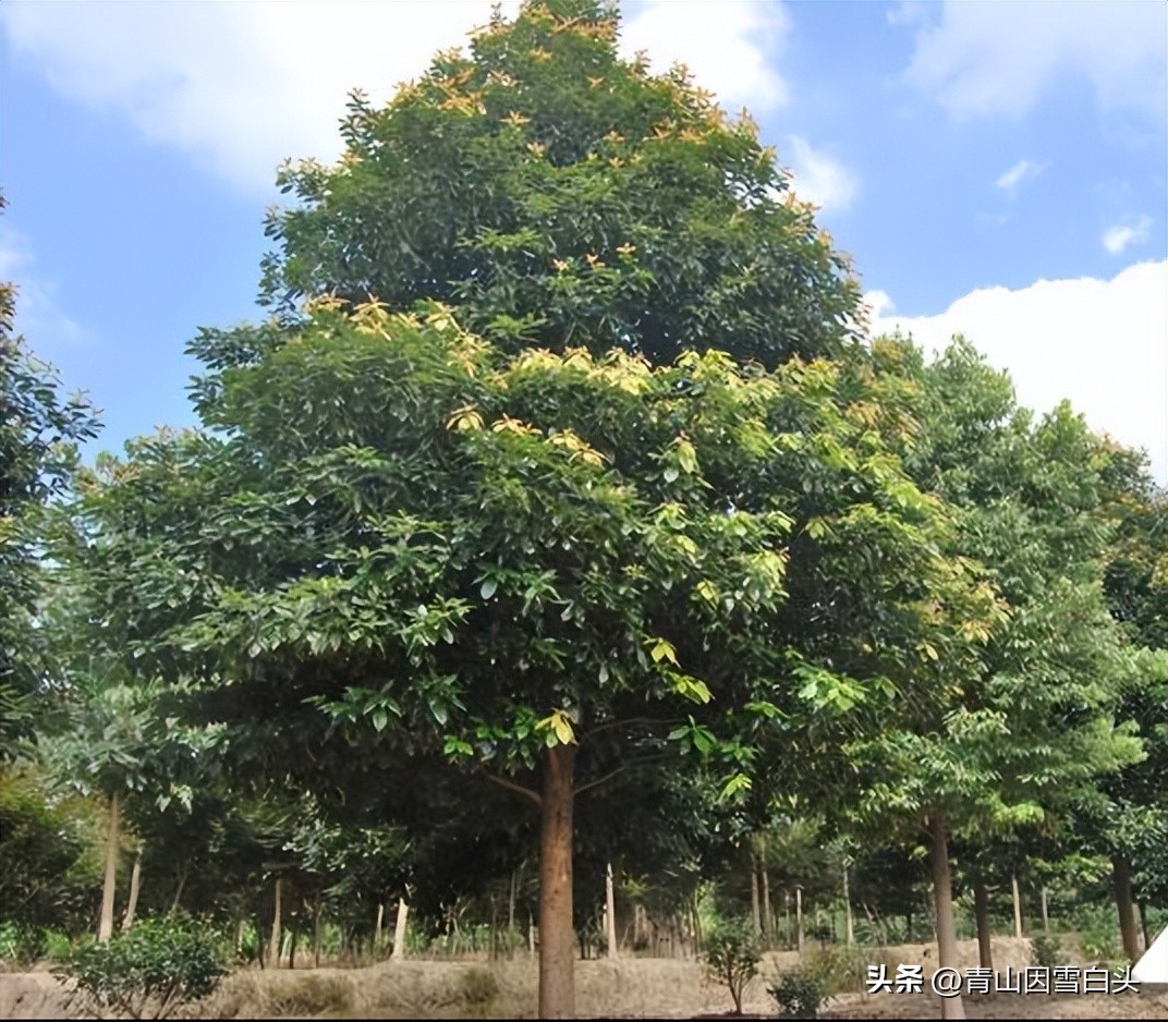 江苏高杆行道树常用树种,城市行道树树种单一