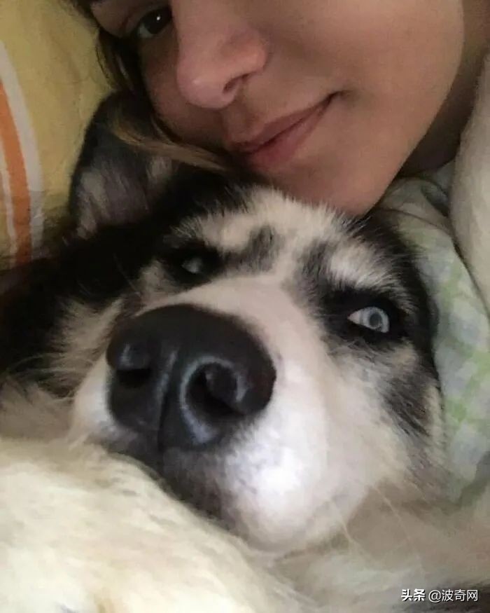 黑心狗厂,黑心宠物繁殖工厂