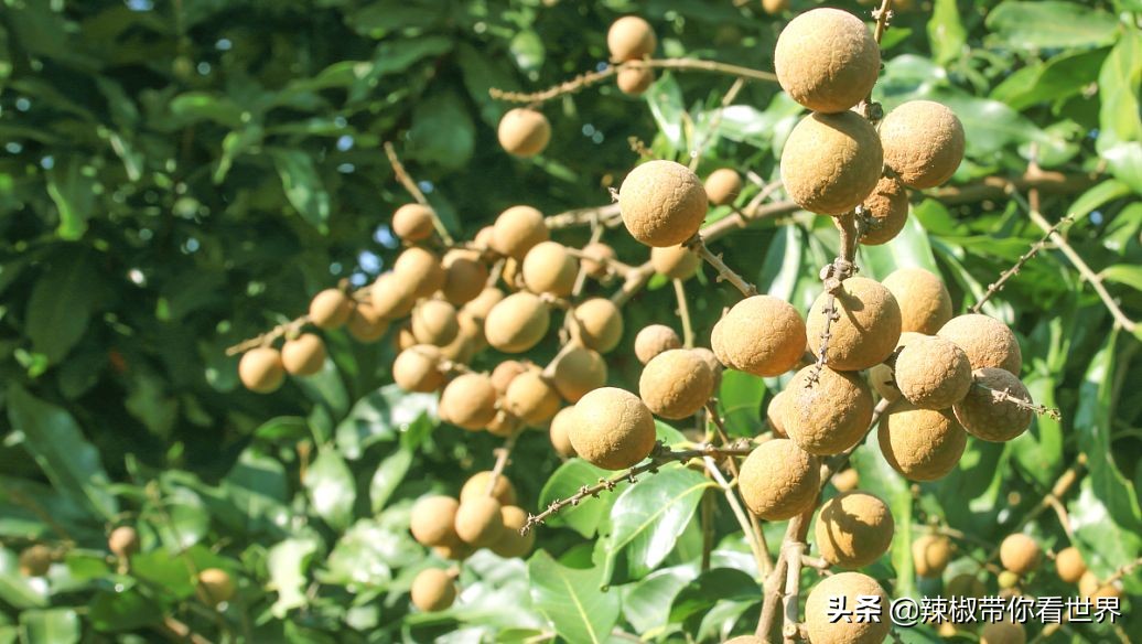 惠州市海岸线,惠州的海岸线