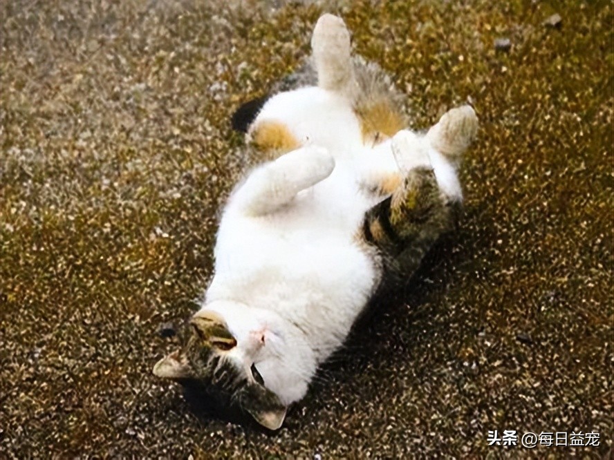 踢了猫咪肚子一脚呕吐,踢了猫肚子一脚有事吗