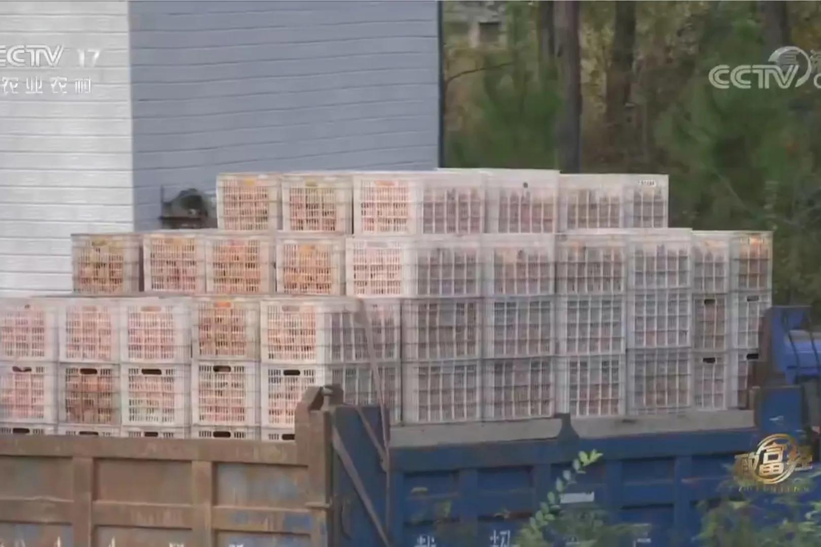 愚公移苍山荒山化作聚宝盆,200亩荒山变成聚宝盆