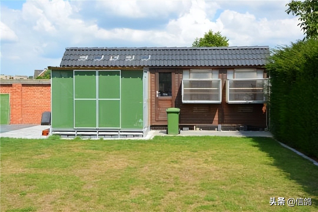 阿曼多信鸽的所有后代,阿曼多冠军赛鸽