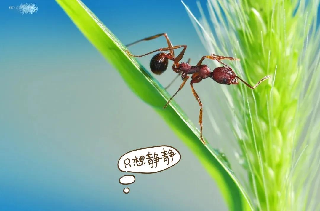 新手发现9：我眼里的头条号百度号企鹅号网易号搜狐号2022