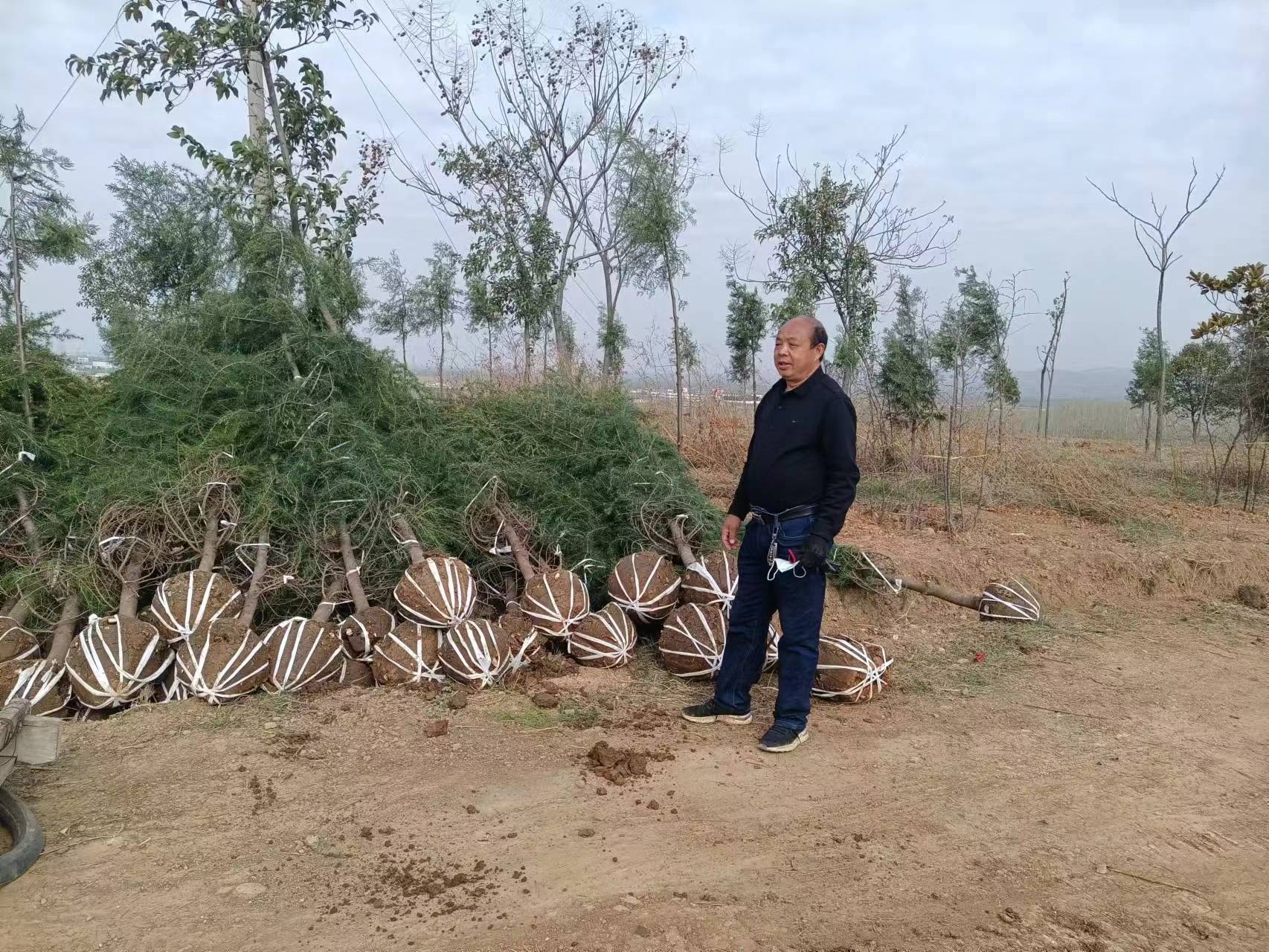 南阳朱家富：苗圃梦开出植树花