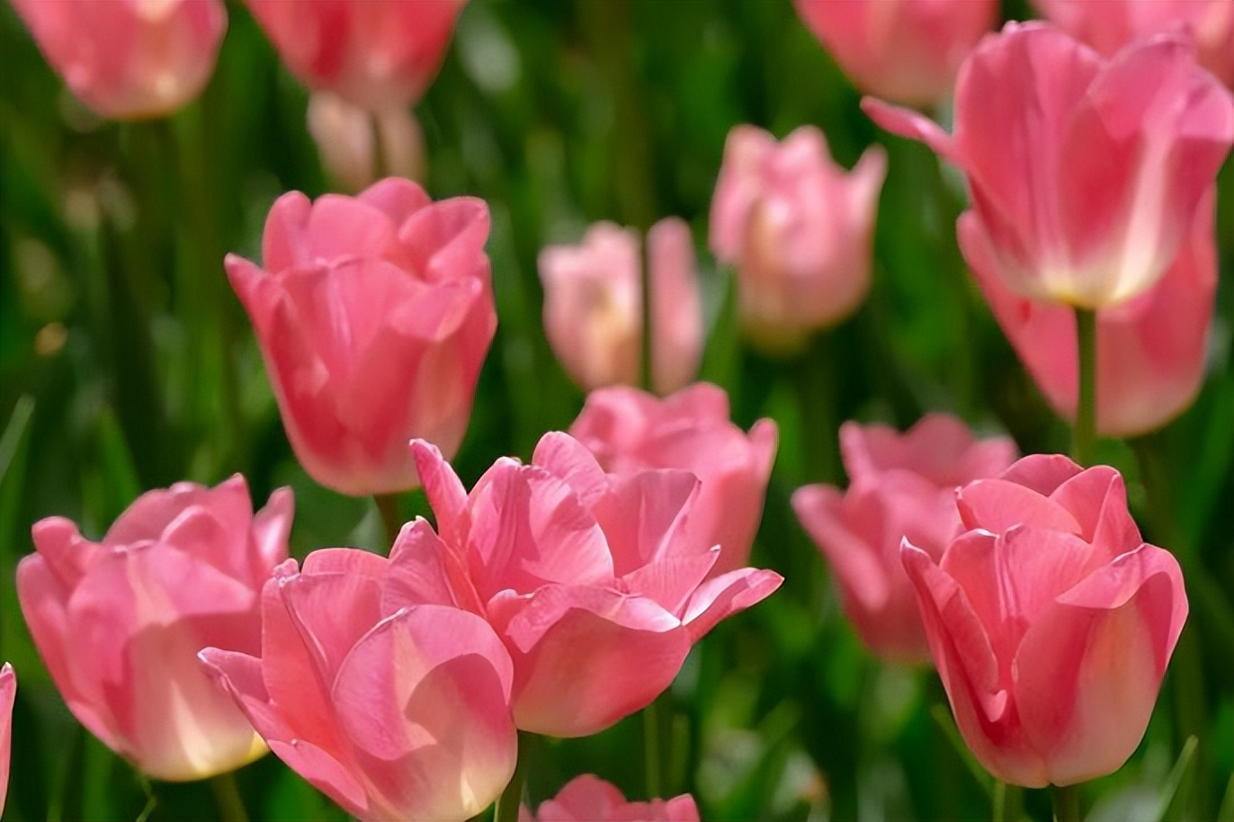 春城过春节,昆明有您更浪漫